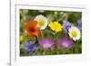 Mass of Cornfield Weeds: Corn Cockle, Corn Marigolds-null-Framed Photographic Print