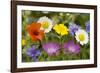 Mass of Cornfield Weeds: Corn Cockle, Corn Marigolds-null-Framed Photographic Print