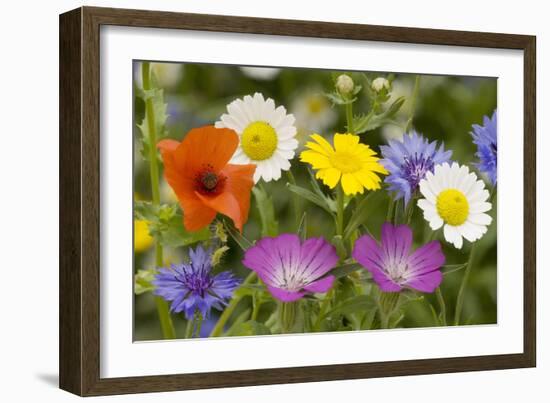 Mass of Cornfield Weeds: Corn Cockle, Corn Marigolds-null-Framed Photographic Print
