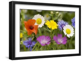 Mass of Cornfield Weeds: Corn Cockle, Corn Marigolds-null-Framed Photographic Print