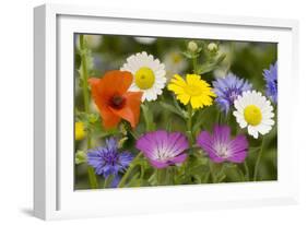 Mass of Cornfield Weeds: Corn Cockle, Corn Marigolds-null-Framed Photographic Print