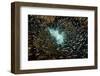 Mass of Fish Fills the Frame.-Stephen Frink-Framed Photographic Print
