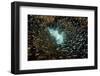 Mass of Fish Fills the Frame.-Stephen Frink-Framed Photographic Print