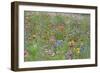 Mass of Flowers in Field-null-Framed Photographic Print