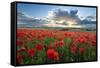 Mass of red poppies growing in field in Lambourn Valley at sunset-Stuart Black-Framed Stretched Canvas