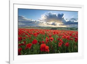 Mass of red poppies growing in field in Lambourn Valley at sunset-Stuart Black-Framed Photographic Print