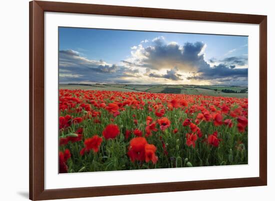 Mass of red poppies growing in field in Lambourn Valley at sunset-Stuart Black-Framed Photographic Print