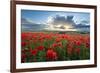 Mass of red poppies growing in field in Lambourn Valley at sunset-Stuart Black-Framed Photographic Print