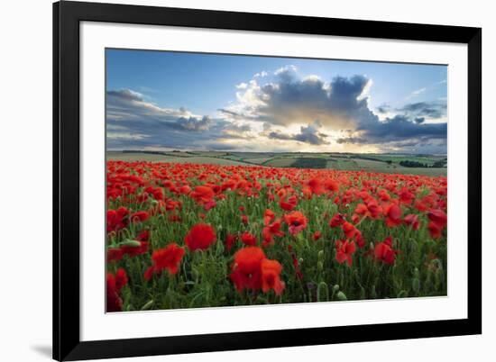 Mass of red poppies growing in field in Lambourn Valley at sunset-Stuart Black-Framed Photographic Print