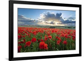 Mass of red poppies growing in field in Lambourn Valley at sunset-Stuart Black-Framed Photographic Print