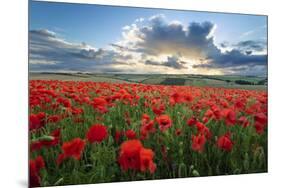 Mass of red poppies growing in field in Lambourn Valley at sunset-Stuart Black-Mounted Photographic Print