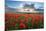 Mass of red poppies growing in field in Lambourn Valley at sunset-Stuart Black-Mounted Photographic Print