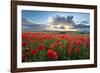 Mass of red poppies growing in field in Lambourn Valley at sunset-Stuart Black-Framed Photographic Print