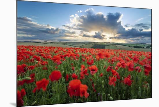 Mass of red poppies growing in field in Lambourn Valley at sunset-Stuart Black-Mounted Photographic Print