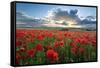 Mass of red poppies growing in field in Lambourn Valley at sunset-Stuart Black-Framed Stretched Canvas