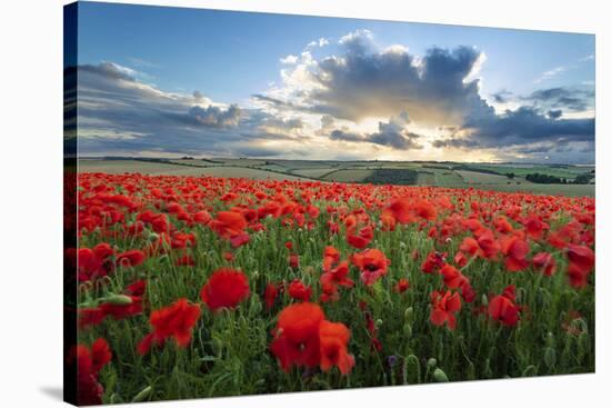 Mass of red poppies growing in field in Lambourn Valley at sunset-Stuart Black-Stretched Canvas