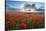 Mass of red poppies growing in field in Lambourn Valley at sunset-Stuart Black-Stretched Canvas