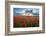 Mass of red poppies growing in field in Lambourn Valley at sunset-Stuart Black-Framed Photographic Print