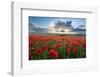 Mass of red poppies growing in field in Lambourn Valley at sunset-Stuart Black-Framed Photographic Print