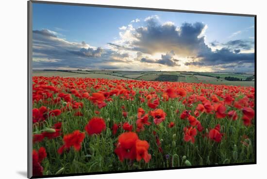 Mass of red poppies growing in field in Lambourn Valley at sunset-Stuart Black-Mounted Photographic Print