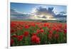 Mass of red poppies growing in field in Lambourn Valley at sunset-Stuart Black-Framed Premium Photographic Print