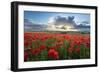 Mass of red poppies growing in field in Lambourn Valley at sunset-Stuart Black-Framed Photographic Print