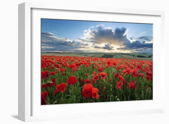 Mass of red poppies growing in field in Lambourn Valley at sunset-Stuart Black-Framed Photographic Print