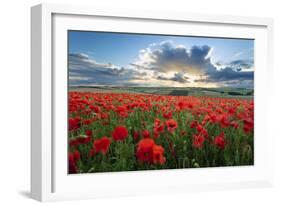 Mass of red poppies growing in field in Lambourn Valley at sunset-Stuart Black-Framed Photographic Print