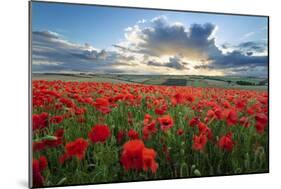 Mass of red poppies growing in field in Lambourn Valley at sunset-Stuart Black-Mounted Photographic Print