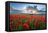 Mass of red poppies growing in field in Lambourn Valley at sunset-Stuart Black-Framed Stretched Canvas