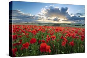 Mass of red poppies growing in field in Lambourn Valley at sunset-Stuart Black-Stretched Canvas