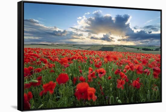 Mass of red poppies growing in field in Lambourn Valley at sunset-Stuart Black-Framed Stretched Canvas