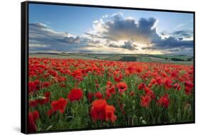 Mass of red poppies growing in field in Lambourn Valley at sunset-Stuart Black-Framed Stretched Canvas