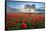 Mass of red poppies growing in field in Lambourn Valley at sunset-Stuart Black-Framed Stretched Canvas