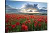 Mass of red poppies growing in field in Lambourn Valley at sunset-Stuart Black-Stretched Canvas