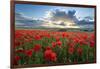 Mass of red poppies growing in field in Lambourn Valley at sunset-Stuart Black-Framed Photographic Print