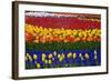 Mass Plantings of Tulips in Keukenhof Gardens-Darrell Gulin-Framed Photographic Print