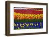 Mass Plantings of Tulips in Keukenhof Gardens-Darrell Gulin-Framed Photographic Print