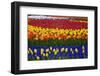 Mass Plantings of Tulips in Keukenhof Gardens-Darrell Gulin-Framed Photographic Print