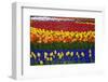 Mass Plantings of Tulips in Keukenhof Gardens-Darrell Gulin-Framed Photographic Print