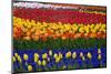 Mass Plantings of Tulips in Keukenhof Gardens-Darrell Gulin-Mounted Photographic Print