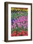 Mass Plantings of Tulips in Keukenhof Gardens-Darrell Gulin-Framed Photographic Print