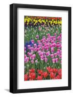 Mass Plantings of Tulips in Keukenhof Gardens-Darrell Gulin-Framed Photographic Print