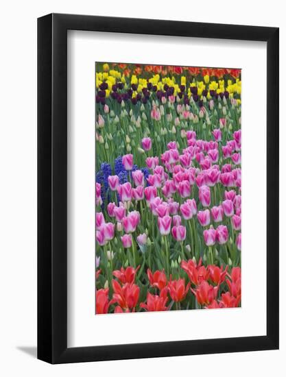 Mass Plantings of Tulips in Keukenhof Gardens-Darrell Gulin-Framed Photographic Print