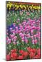 Mass Plantings of Tulips in Keukenhof Gardens-Darrell Gulin-Mounted Photographic Print