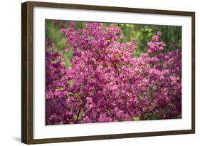 Massachusetts, Boston, Arnold Arboretum, Azalea-Jim Engelbrecht-Framed Photographic Print