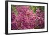 Massachusetts, Boston, Arnold Arboretum, Azalea-Jim Engelbrecht-Framed Photographic Print