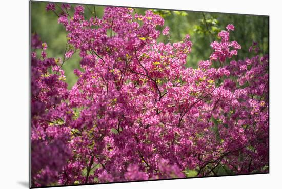 Massachusetts, Boston, Arnold Arboretum, Azalea-Jim Engelbrecht-Mounted Photographic Print