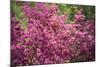 Massachusetts, Boston, Arnold Arboretum, Azalea-Jim Engelbrecht-Mounted Photographic Print