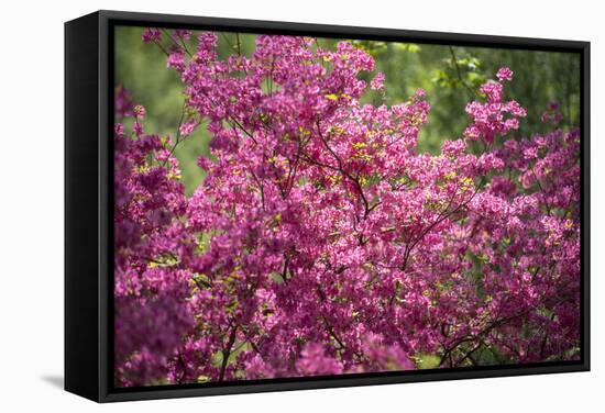 Massachusetts, Boston, Arnold Arboretum, Azalea-Jim Engelbrecht-Framed Stretched Canvas